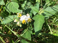 Solanum carolinense