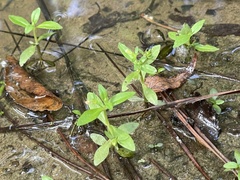 Mecardonia acuminata acuminata