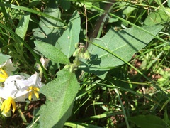 Solanum carolinense