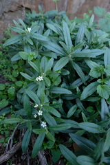 Lithospermum scabrum