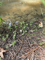 Mecardonia acuminata acuminata