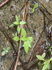 Mecardonia acuminata acuminata