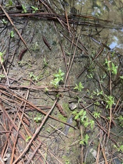 Mecardonia acuminata acuminata