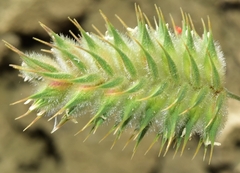 Eremopyrum orientale