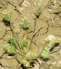 Eremopyrum orientale