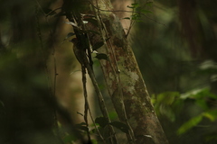 Chloropicus elliotii