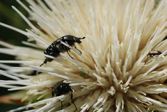 Oxythyrea funesta