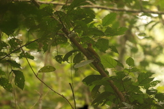 Chloropicus elliotii