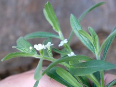 Lithospermum scabrum