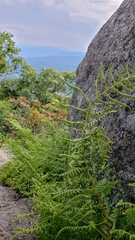 Hypolepis millefolium