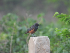 Lamprotornis pulcher