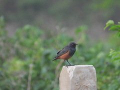 Lamprotornis pulcher