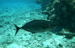Craterognathus plagiotaenia