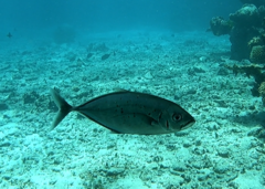 Craterognathus plagiotaenia