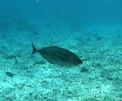 Craterognathus plagiotaenia