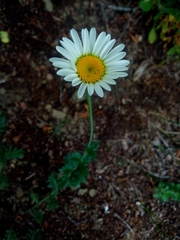 Anthemis ruthenica