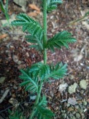 Anthemis ruthenica