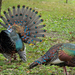 Ocellated Turkey - Photo (c) David Creswell, some rights reserved (CC BY-NC-SA)
