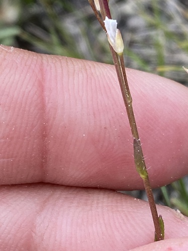Arabis pycnocarpa var. pycnocarpa