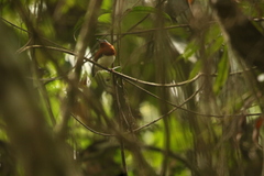 Platysteira castanea