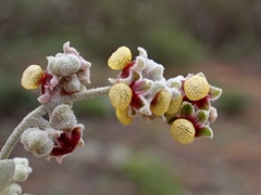 Chenopodium curvispicatum