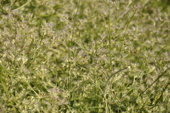 Nepeta parviflora