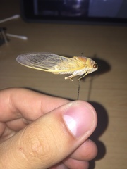 Diceroprocta apache