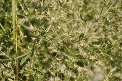 Nepeta parviflora