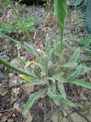 Leontodon asperrimus