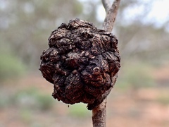 Apiomorpha strombylosa