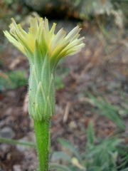 Leontodon asperrimus