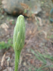 Leontodon asperrimus