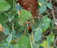 Rhynocoris punctiventris