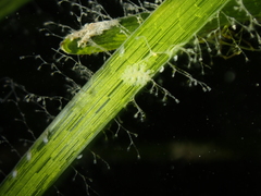 Hancockia uncinata