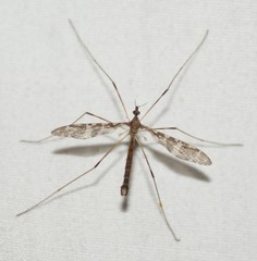 Epiphragma
