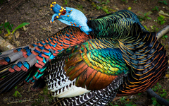 Ocellated Turkey photo 5