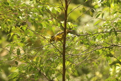 Oriolus brachyrynchus