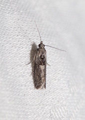 Sciota melanostyla