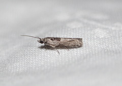 Sciota melanostyla