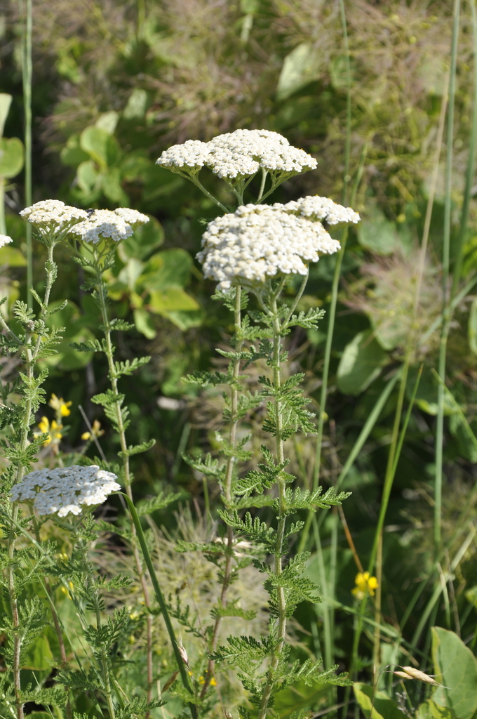 Achillea nobilis