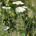 Noble Yarrow - Photo (c) cambala, some rights reserved (CC BY-NC)