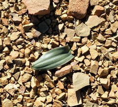Albuca unifolia