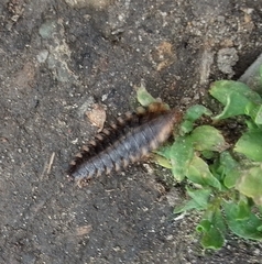 Oiceoptoma thoracicum