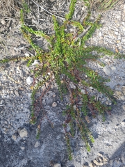 Laurembergia repens