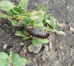 Oiceoptoma thoracicum