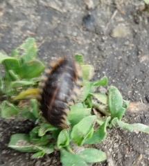 Oiceoptoma thoracicum