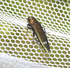 Agrilus biguttatus