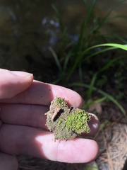 Riccia stenophylla