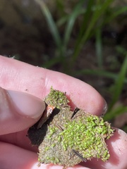 Riccia stenophylla