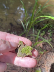 Riccia stenophylla